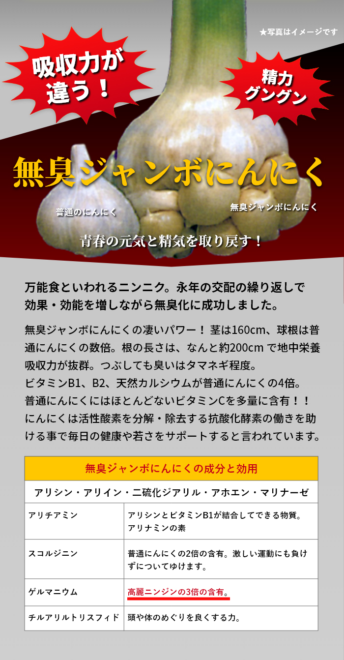 無臭ジャンボにんにく